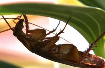 [pics:title]